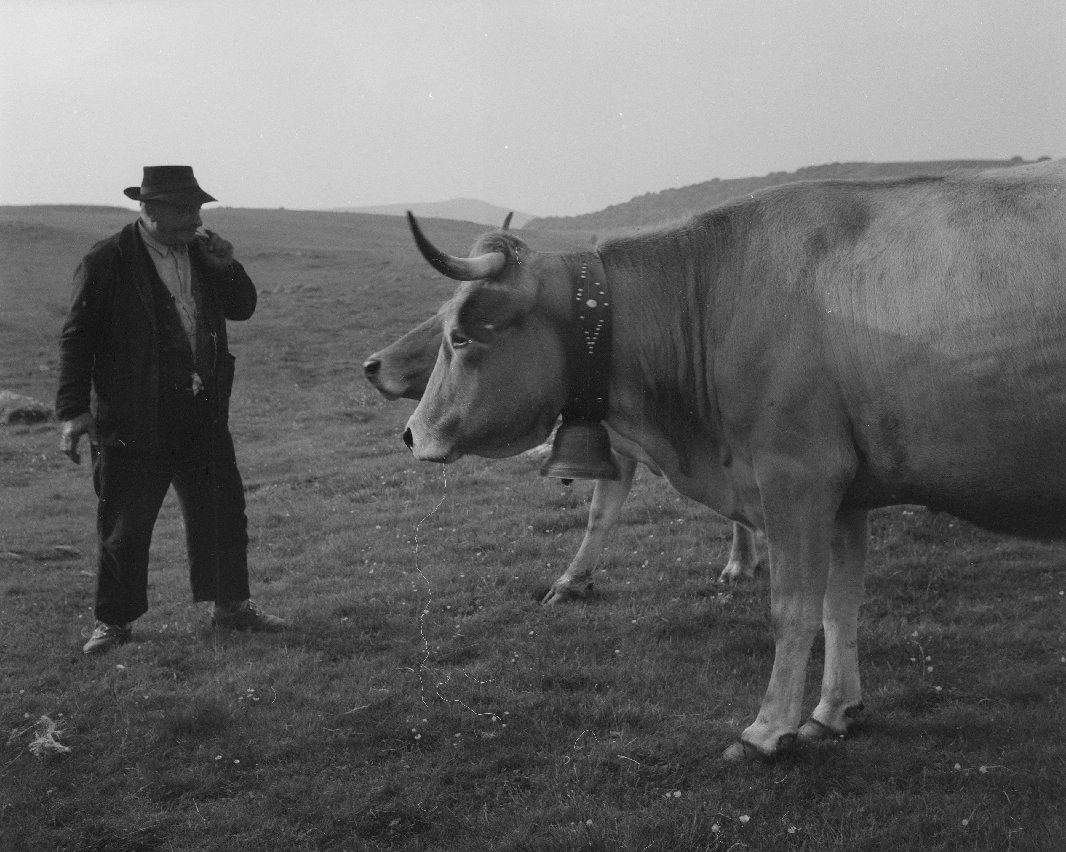 Un éleveur et deux vaches ensonnaillées d'Aubrac, près du buron de Regambal Bas à St-Chély d'Apcher (Aveyron), 25 juin 1964 (cliché Pierre Soulier, Mucem Ph.1965.056.037)