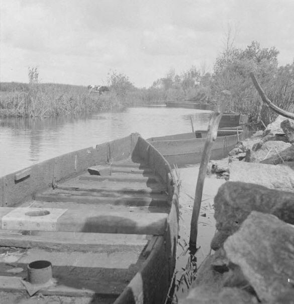 Bateaux plats dits "chalands", amarrés à la berge d'un étang de Brière, La-Chapelle-des-Marais (Loire-Atlantique), octobre 1946 (Mucem, Ph.1947.013.019)